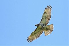 Red-tailed Hawk